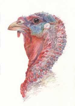 Turkey Head